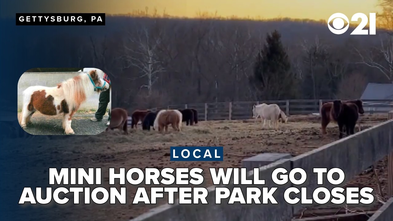 Land of Little Horses minis to meet their fate in auction after closure
