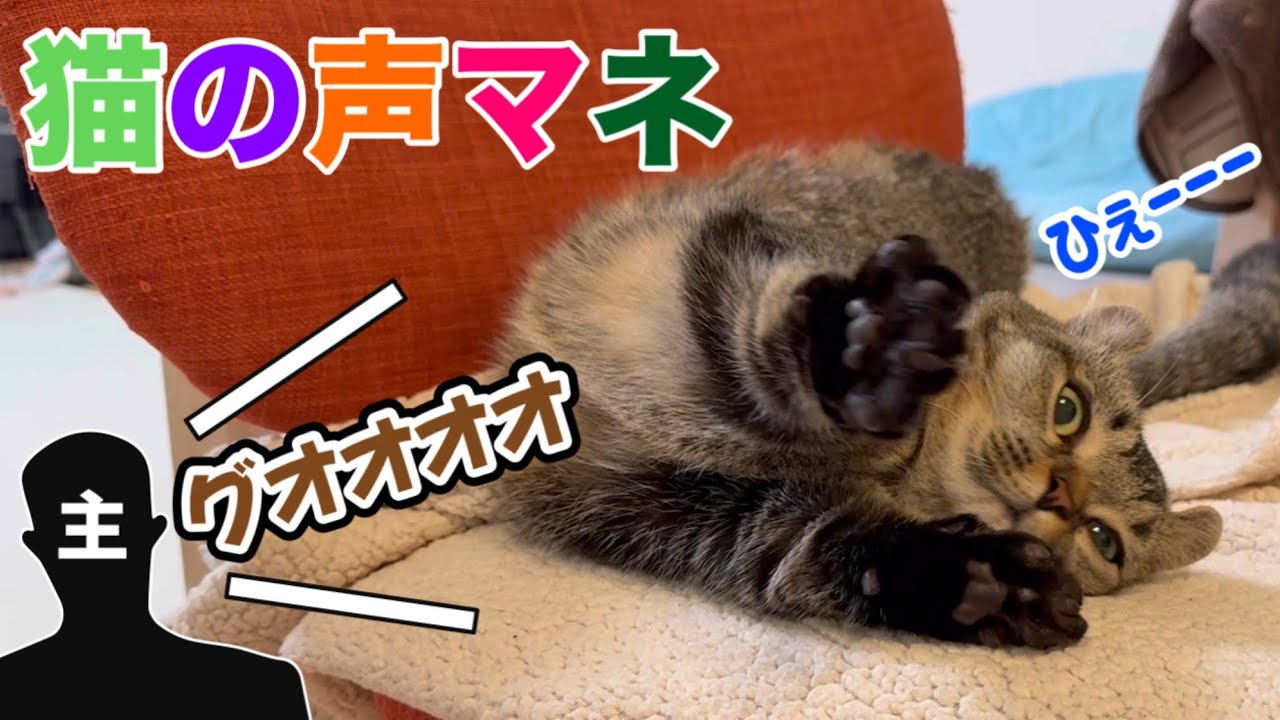 猫は声の感情を理解しているのか？声真似で検証してみた結果