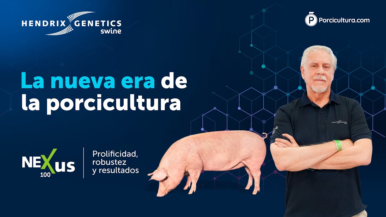 La nueva hembra F1 de Hendrix Genetics Swine que integra lo mejor de la genética danesa y holandesa