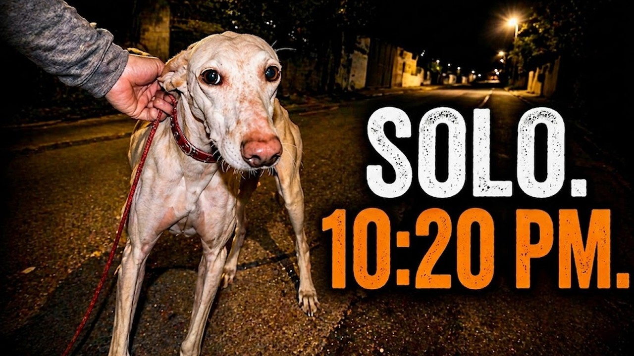 Me llev&eacute; a esta galga a casa