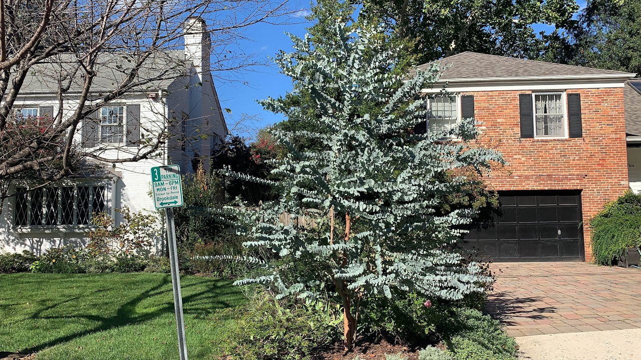 Beautiful Eucalyptus cinerea in Montgomery County, Maryland