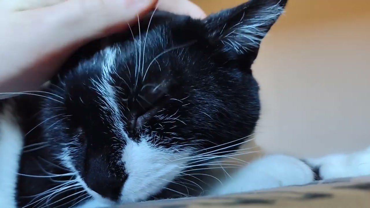 kitty