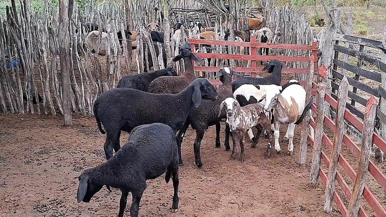 DESMAME DE CORDEIROS E INÍCIO DE MAIS  UM SEMICONFINAMENTO (TIP)