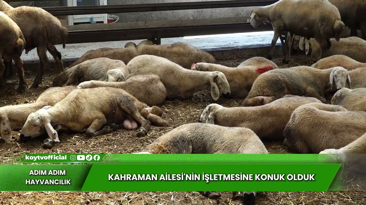 KAHRAMAN AİLESİNİN İŞLETMESİNE KONUK OLDUK | ADIM ADIM HAYVANCILIK