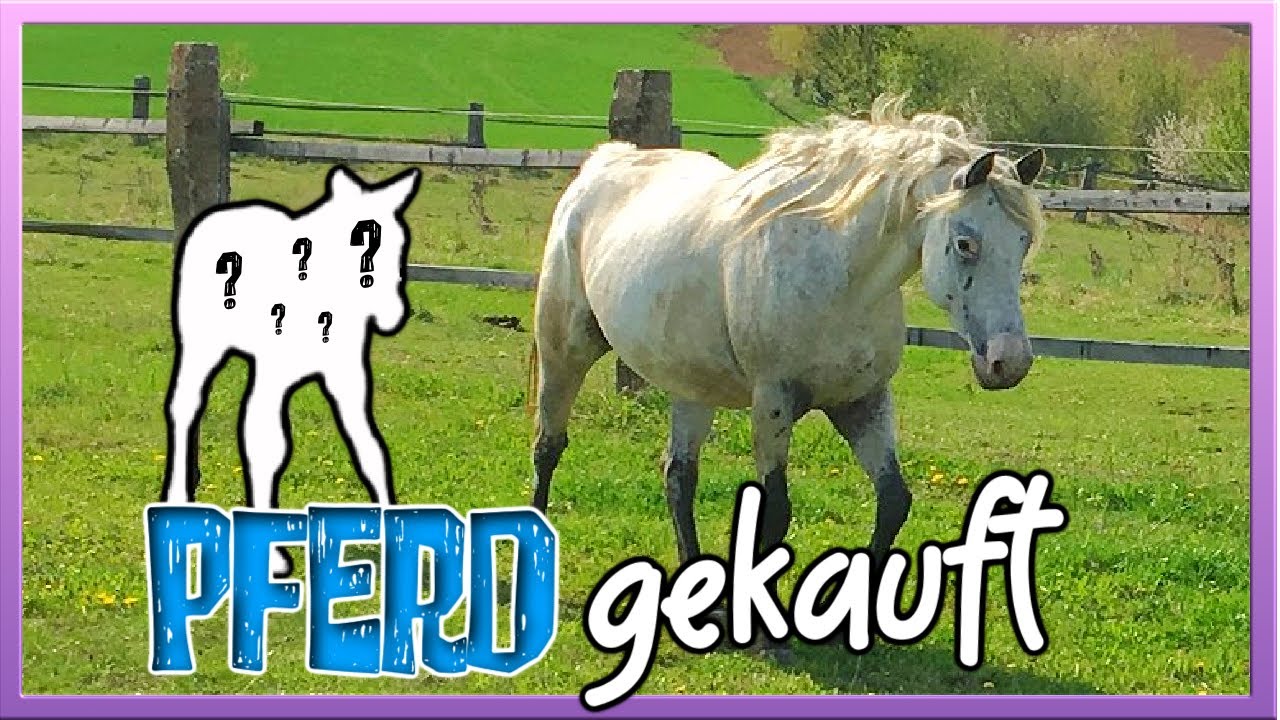 ich habe mir ein PFERD GEKAUFT 🐴 (kein Clickbait!)