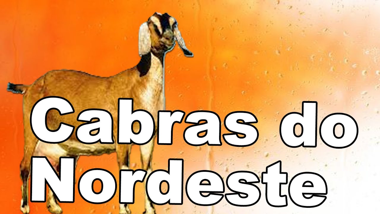 CABRAS E CAPRINOLCUTURA NO NORDESTE