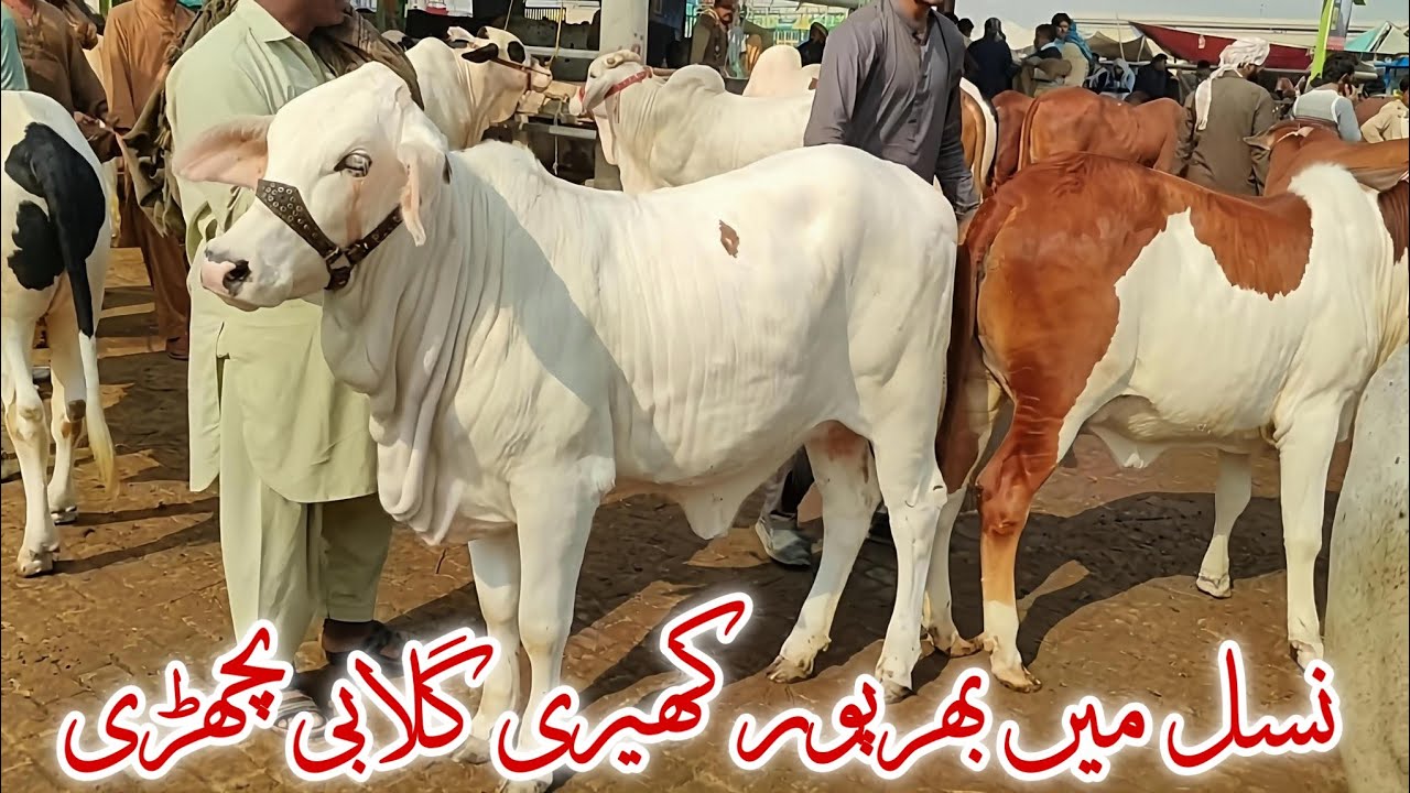 Nasal me barpur kheerii Gulabi Bachrii latest update Multan Cow Mandi 
