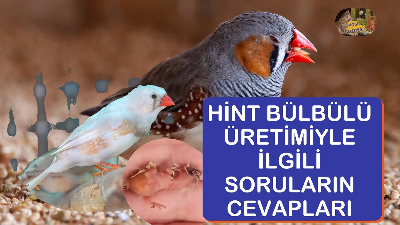 HİNT BÜLBÜLÜ ÜRETİMİ - Yavruların Yeme Düşmesi - Kuluçka Süresi