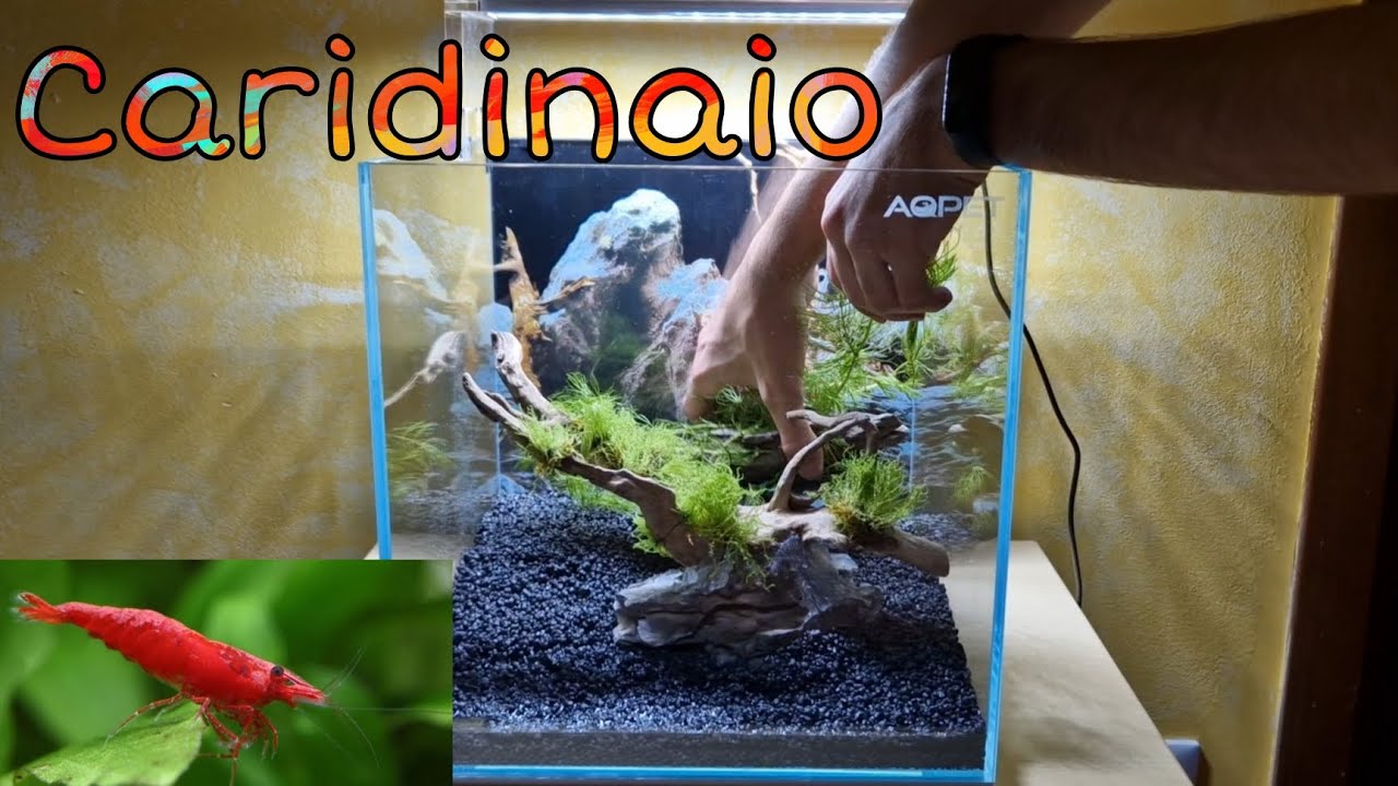 настройка аквариума с КРЕВЕТКАМИ🌿🦐