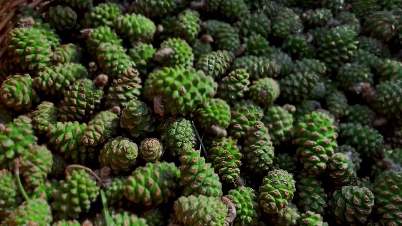 Spring in the Carpathians 🌲 Green Pine Cones & Homemade Pine Jam 🌲