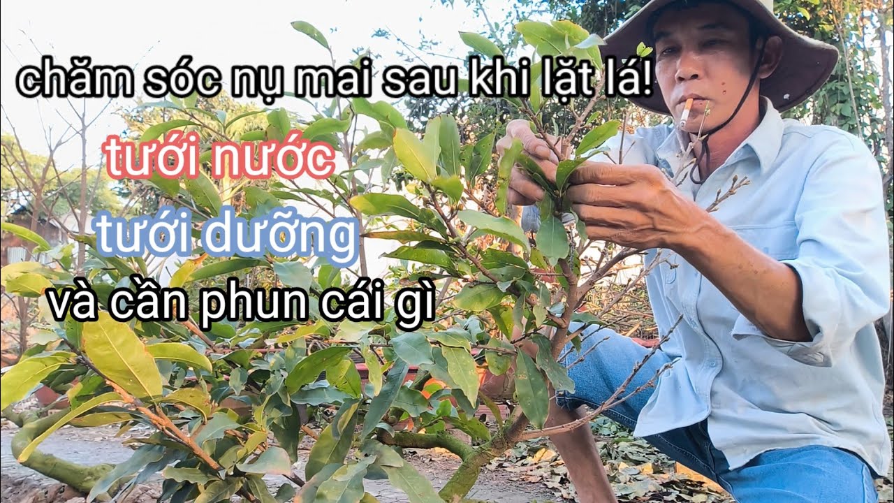 Sau khi lặt lá mai chăm sóc nụ như thế nào? Để giúp nụ mai nở rộ và bông chùm / 15-12ÂL.