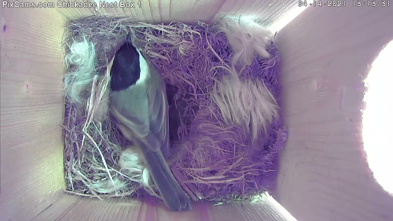 Chickadee finishing nest construction