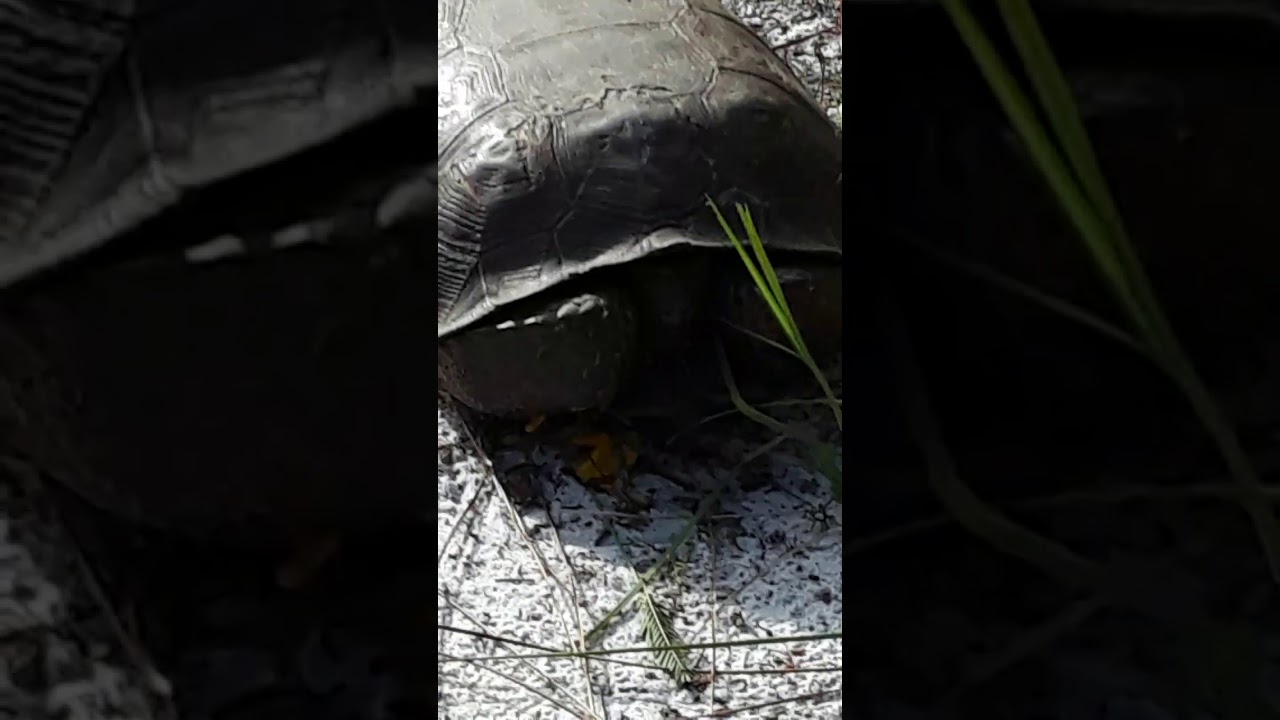 Gopher Turtle peek-a-boo