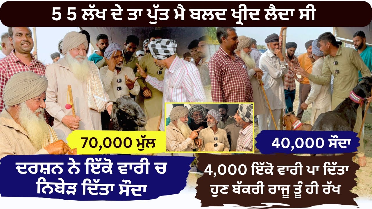5-5 ਲੱਖ ਦੇ ਬਲਦ ਹੀ ਖ੍ਰੀਦੇ ਆ ਰਾਜੂ ਮੈ ਬੱਕਰੀ ਕੀ ਚੀਜ ਆ #rajudirba #tungwalibakramandi #goatfarming #goat