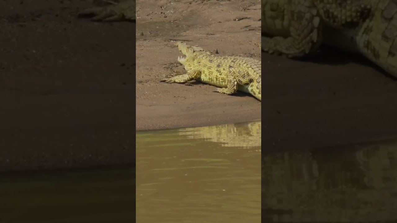 The Nile Crocodile