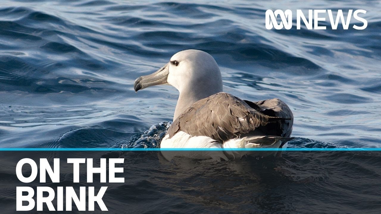 Shy Albatross added to endangered species list, amid call for more research funding | ABC News