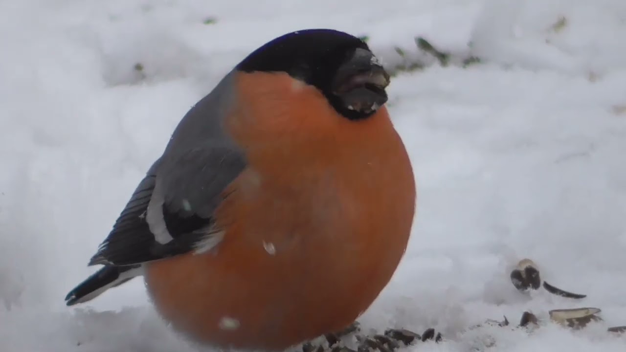 BLACK WOODPECKER, SVARTSPETT, BULLFINCH, DOMPAP. NORGE.  NORWAY.  MARS.