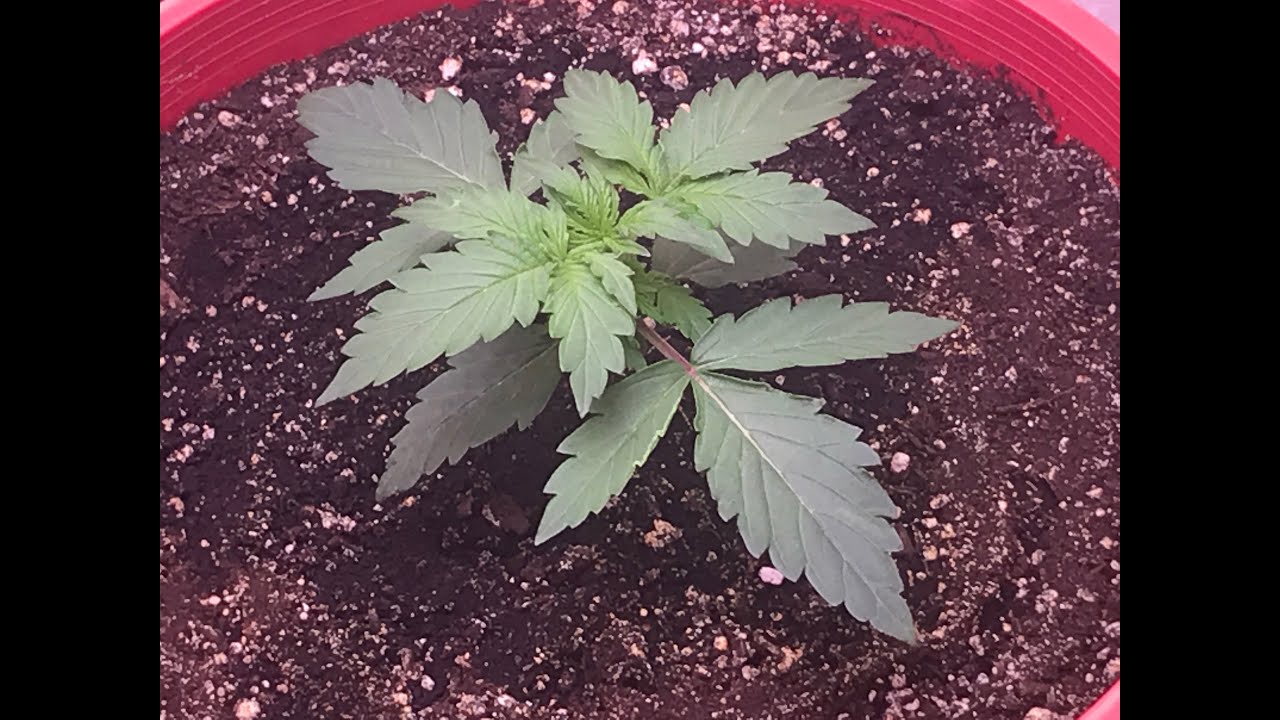 Day 7 to 14  Auto Flower White Widow Crop King Seeds