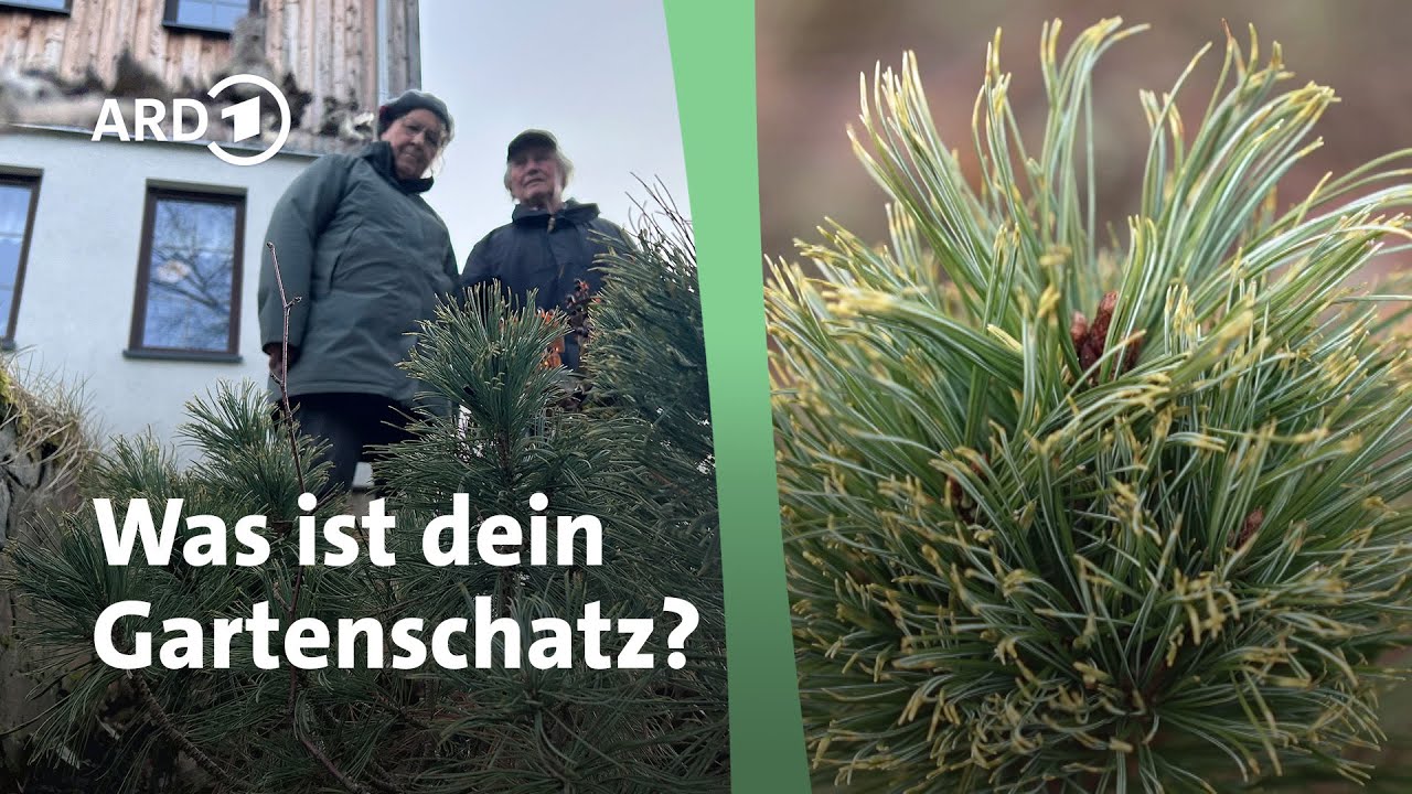 Gartenschatz gesucht! Was finden wir im Winter im Thüringer Wald? | MDR Garten