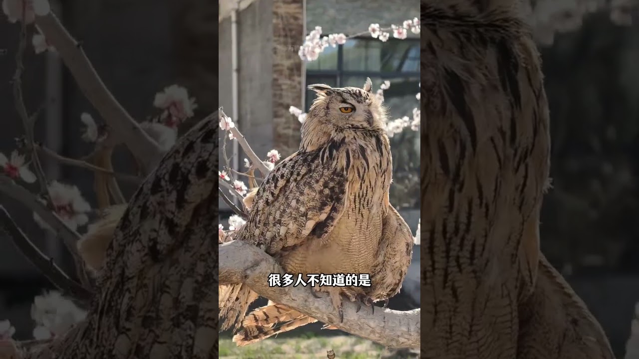 Cute and adorable birds