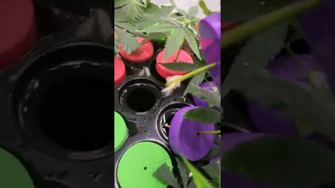 WE GOT ROOTS ( CLONES )