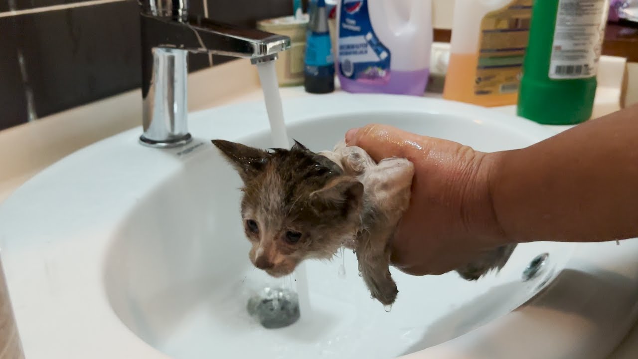 The dirtiest kitten ever takes her first bath