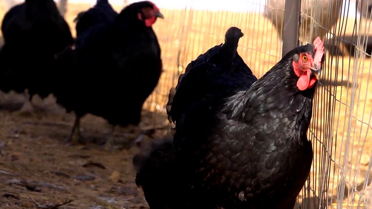 Winterizing Poultry Pens | Farm Raised With P. Allen Smith
