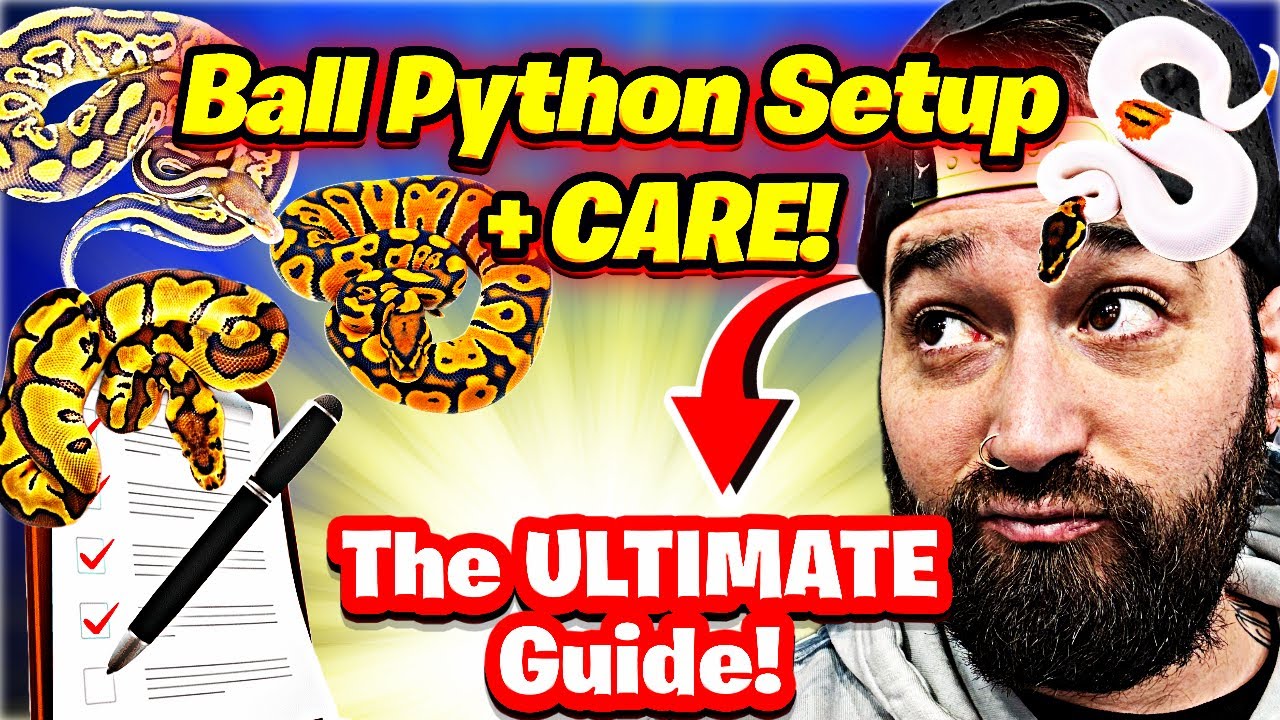 The BEST Ball Python Care Guide 2025!