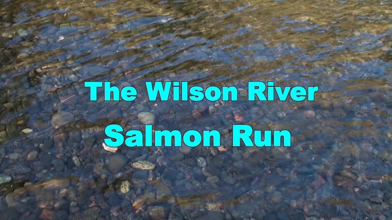 Wilson River Salmon Run