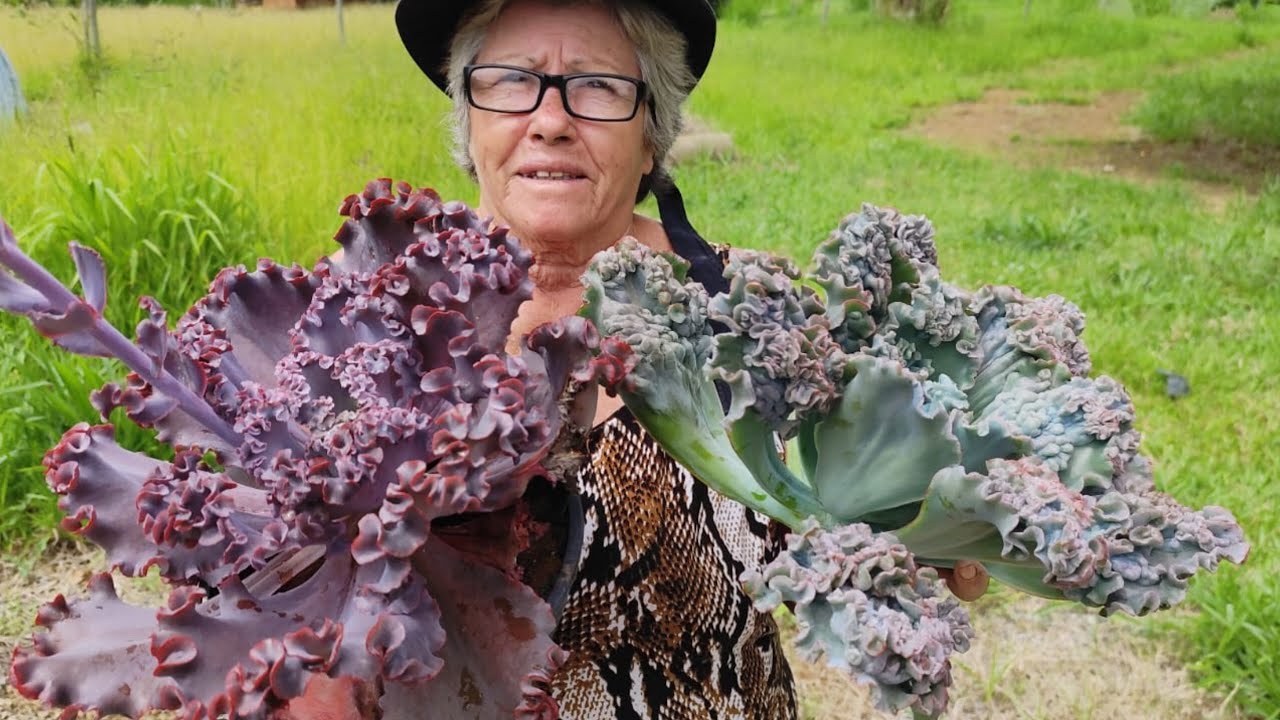 10 SUCULENTAS GIBIFLORAS DE FACIL CULTIVO