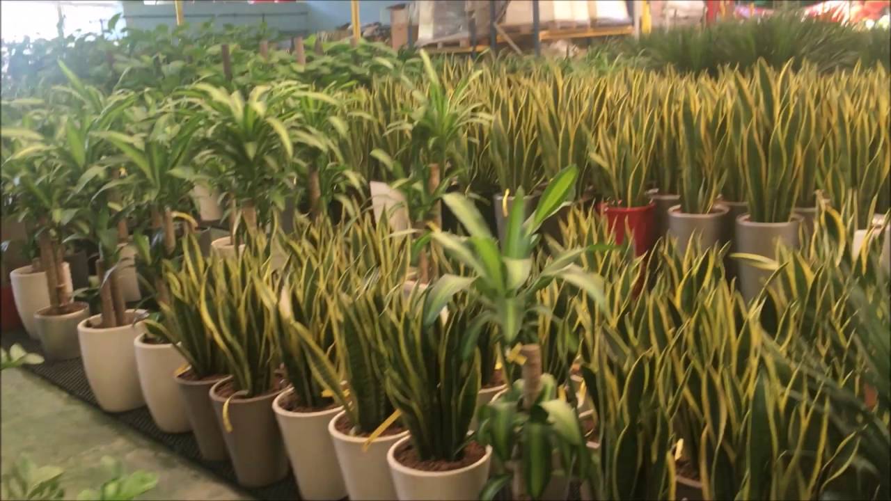 Far East Flora Garden Furniture and Indoor Plants