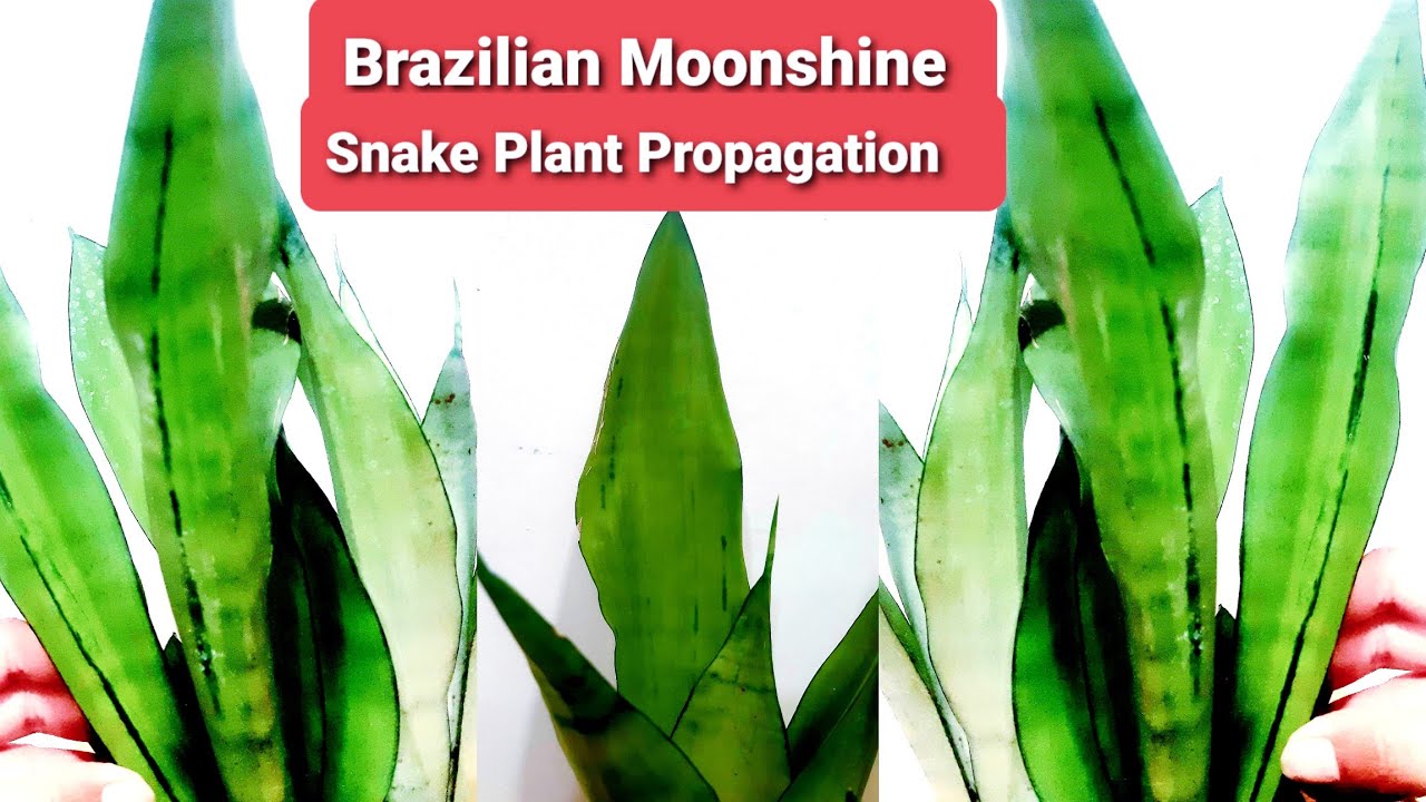 Brazilian Moonshine Mutant Snake Plant Propagation & Care | Sansevieria trifasciata