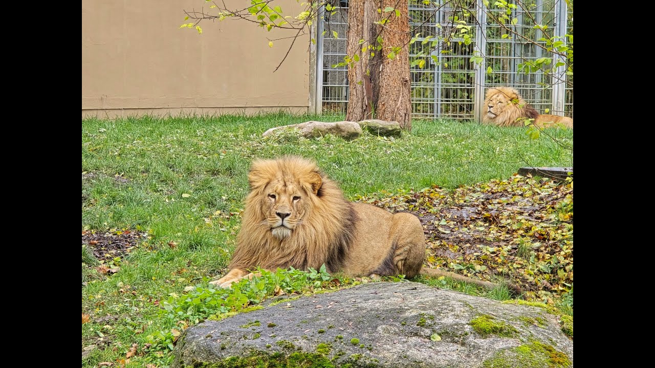 Löwenbrüder Altai & Dunay 🦁 #zooaugsburg #löwe #löwenalltag