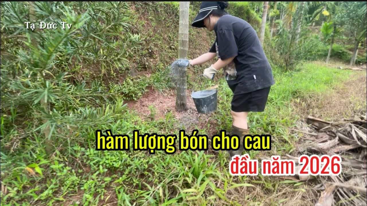 hàm lượng bón cho cau trưởng thành