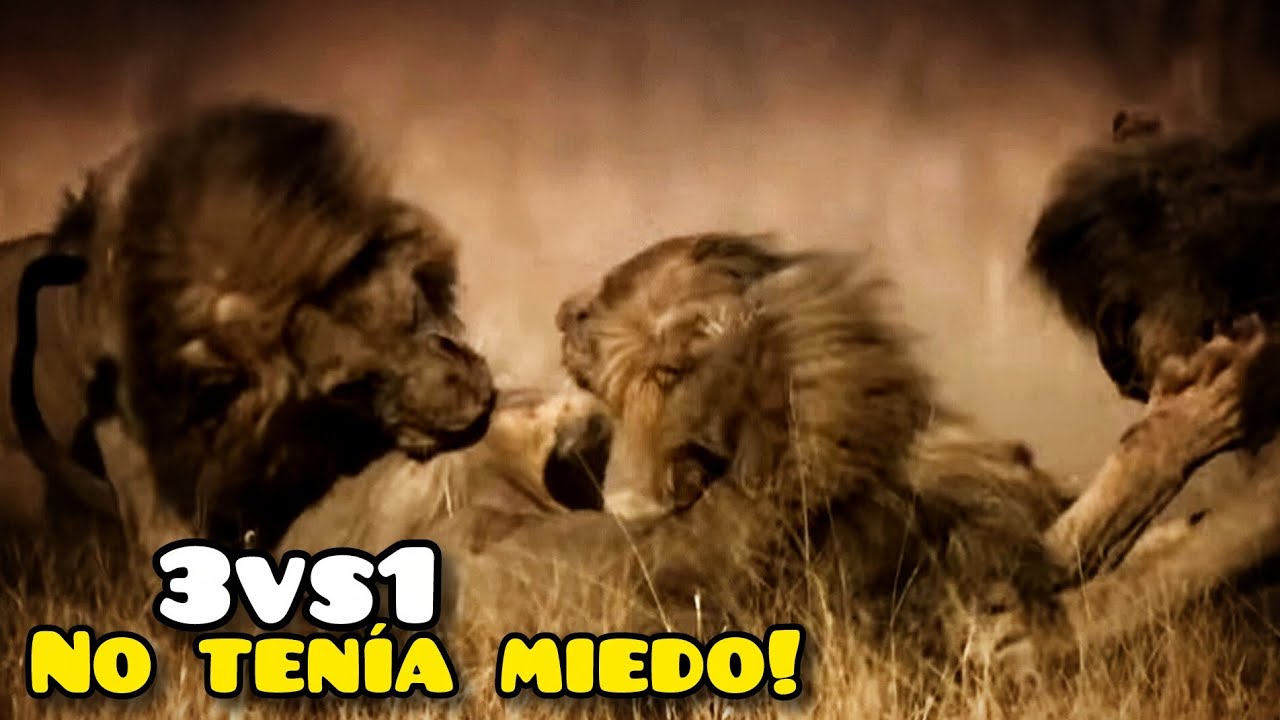 Este LEON supero Todas las ADVERSIDADES|HISTORIA 
