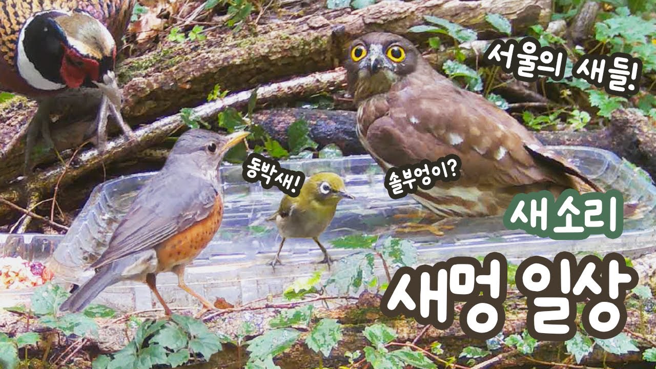 [새소리] 놀라지 마세요! 서울의 작은 숲에는 솔부엉이, 동박새, 꿩 그리고 다양한 새들이 어린 새끼들을 키우고 있어요.  #새들의일상 #물을찾는새 #목욕하는새