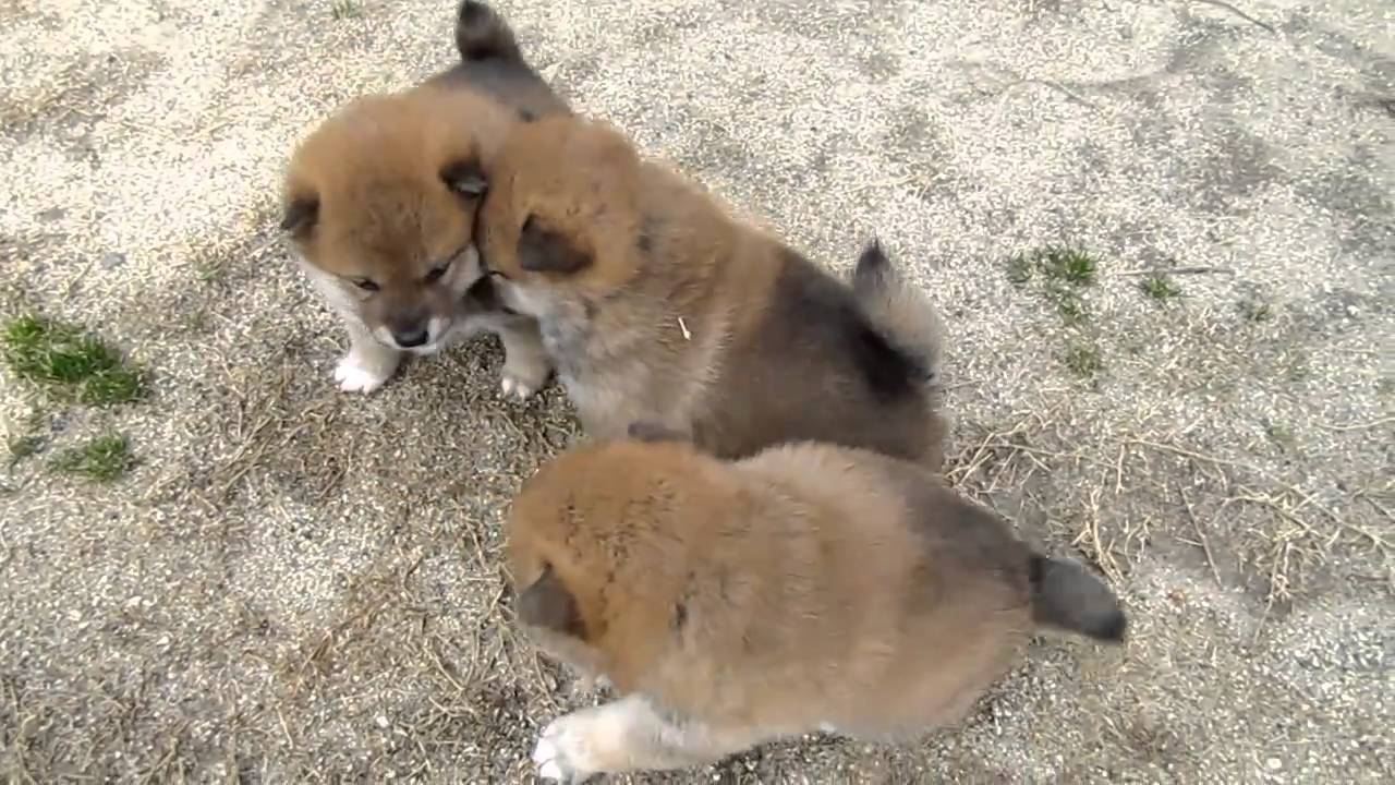 柴犬仔犬生後２８日