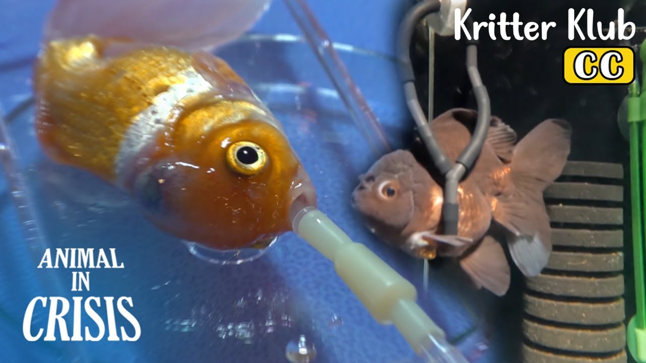 Fish That Can Only Swim In A Wheelchair From Now On... l Animal in Crisis Ep 367