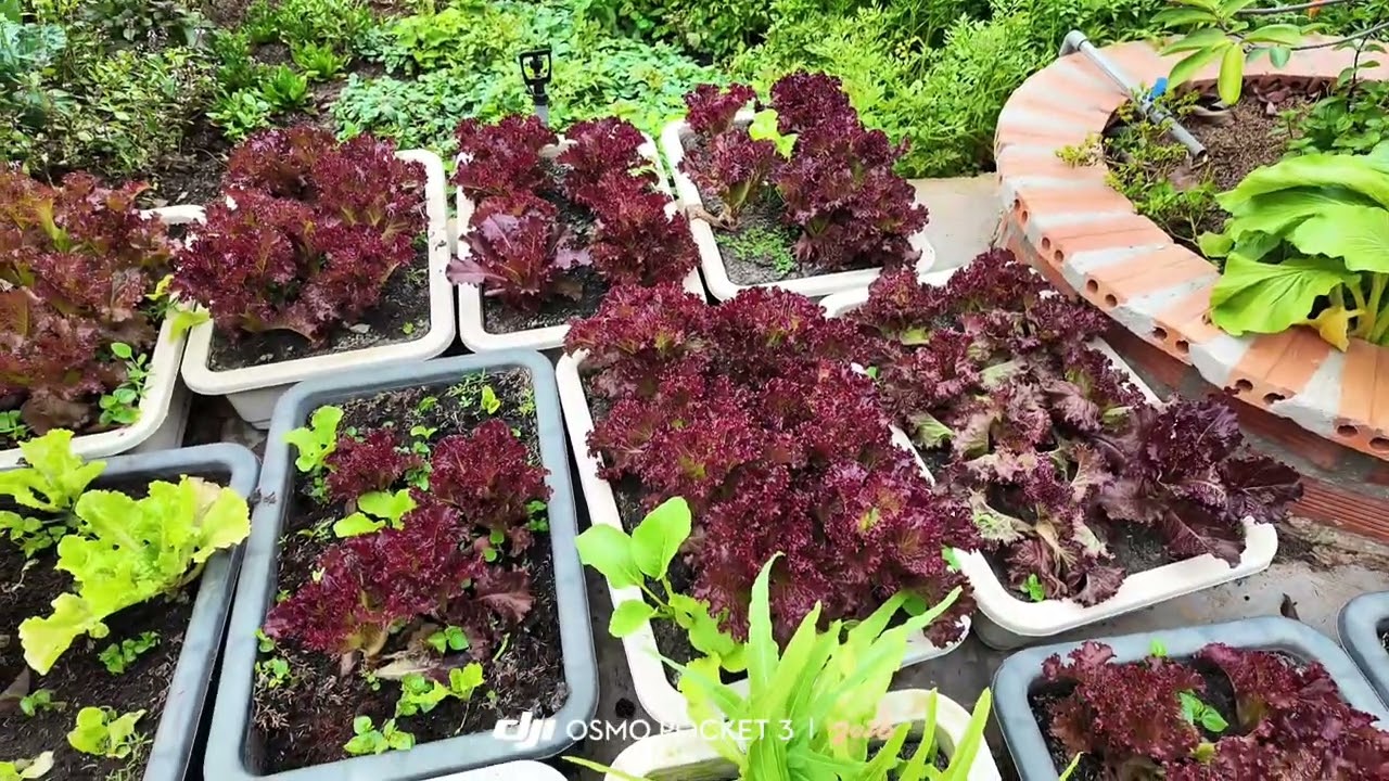 Dạo một vòng khu vườn của mị 