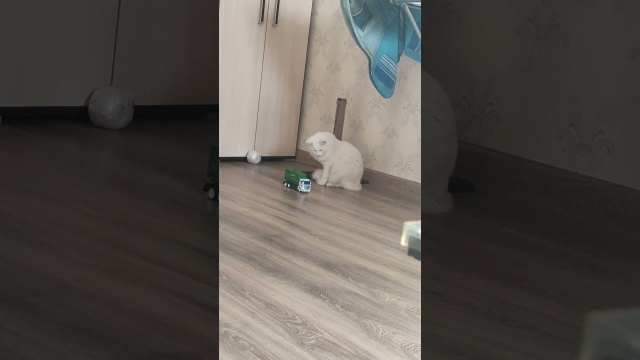 Вито играет с машиной