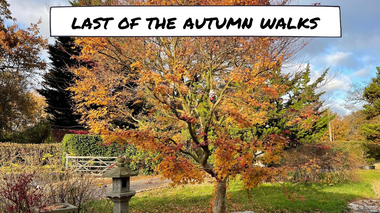 Last of the Autumn Walks in Mid November