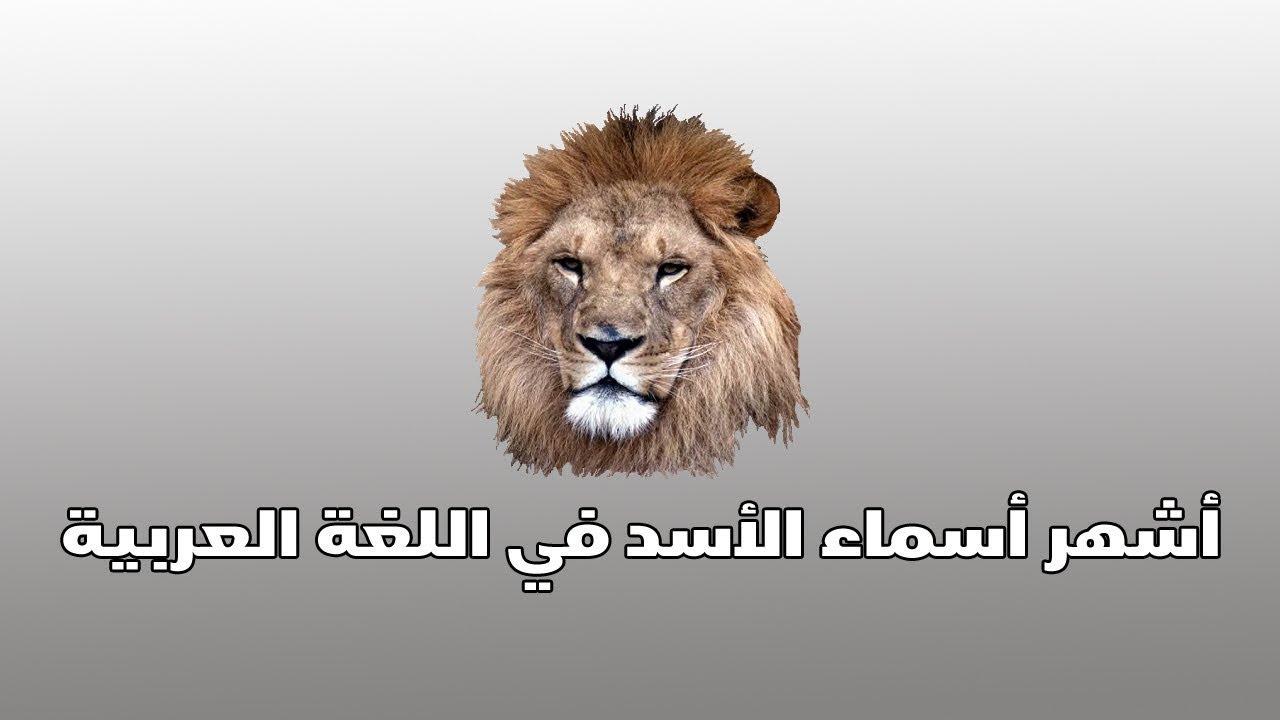 أشهر أسماء الأسد في اللغة العربية