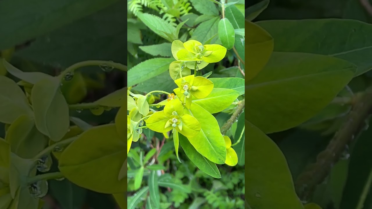Beautiful Green Flower