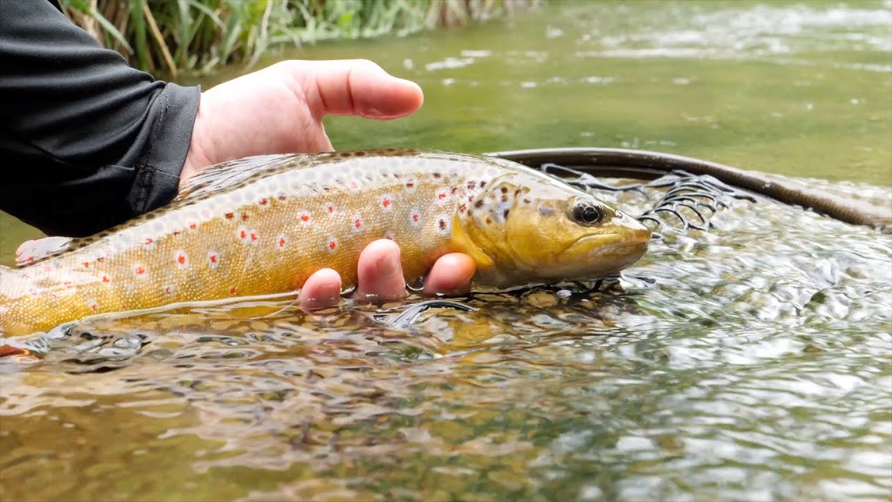 Trout Fishing in Northern Michigan