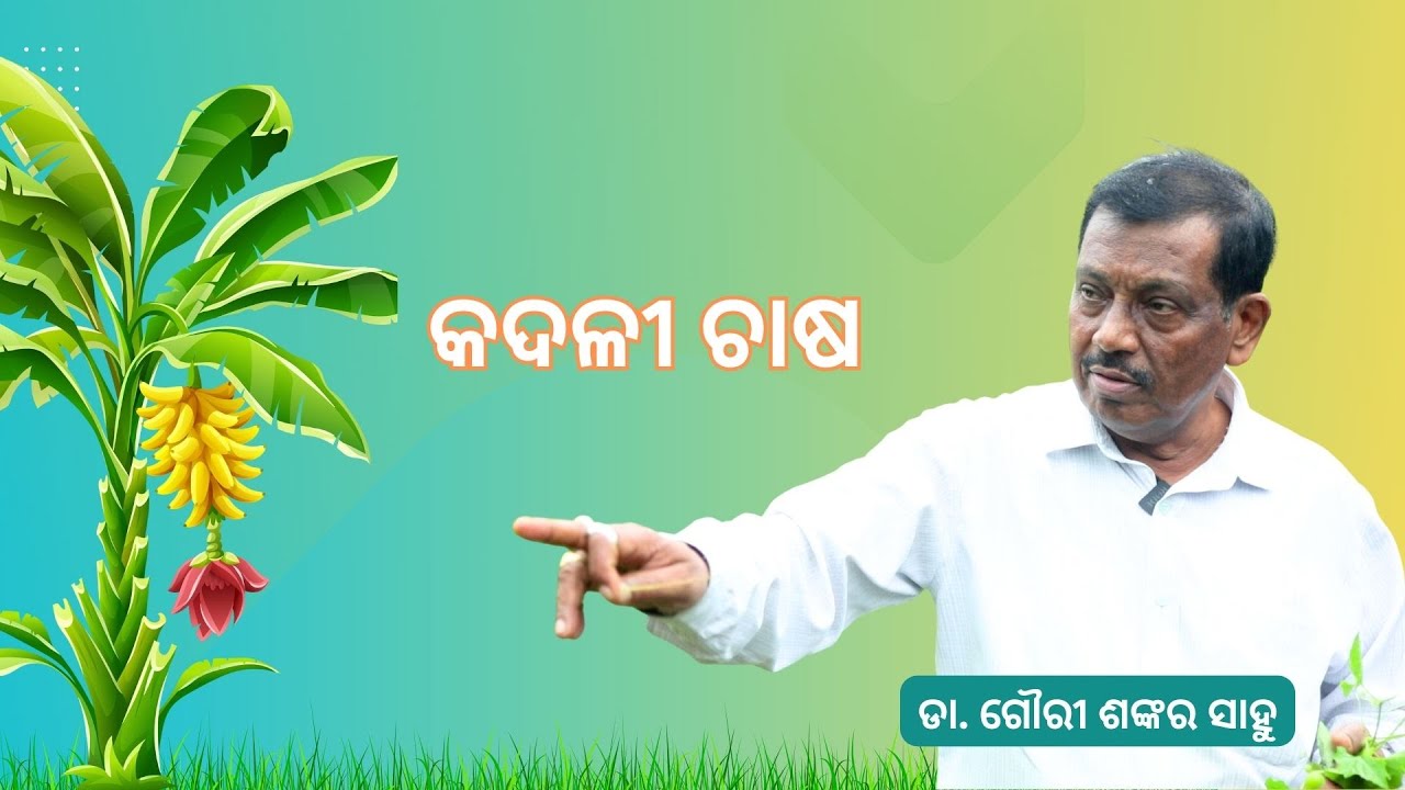 କଦଳୀ ଚାଷ / Banana Farming: Expert Insights from Dr. Gouri Shankar Sahu.