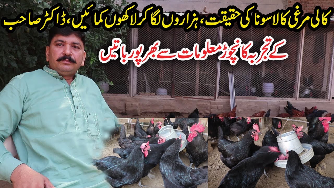 Black Hen Black Gold | Reality of Australorp Hen Farming In Pakistan | Earn Money From Australorp