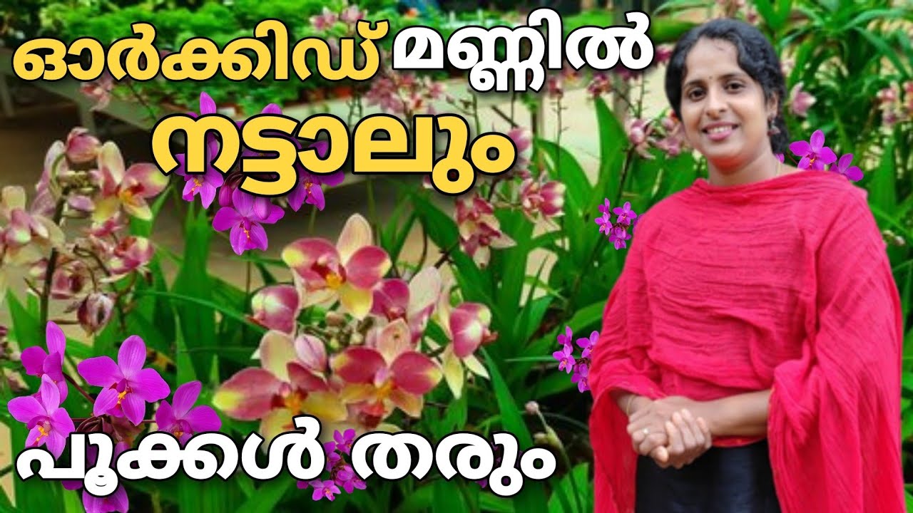 ഗ്രൗണ്ട് ഓർക്കിഡ് ഇനി അടിപൊളി ആയി പൂക്കൾ കൊണ്ട് നിറയും|The ground orchid will now be full of flowers
