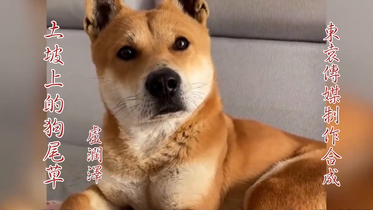 《土坡上的狗尾草》| 卢润泽 |KTV导唱字幕