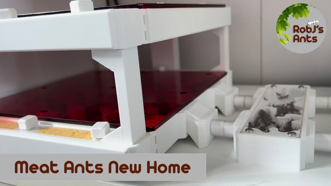 Iridomyrmex purpureus (Meat Ants) | Moving Into Their New Apartment