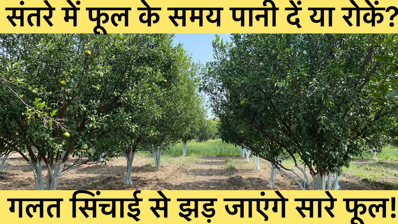 	फूल आने के समय संतरा में पानी देना चाहिए या नहीं? पूरी जानकारी